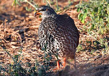 Francolin de Hildebrandt