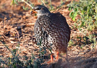 Francolin de Hildebrandt