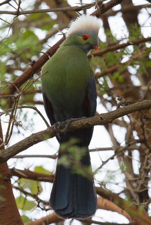 Ruspoli's Turaco - Tauraco ruspolii