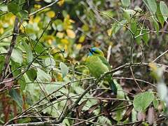 Golden-naped Barbet