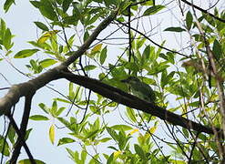 Mountain Barbet