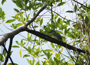 Barbu montagnard