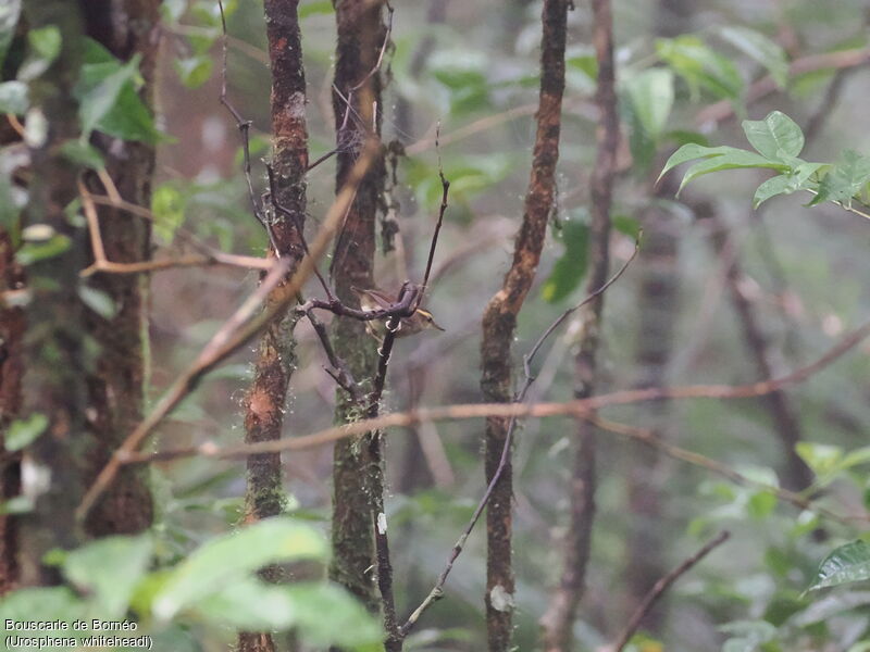 Bornean Stubtail