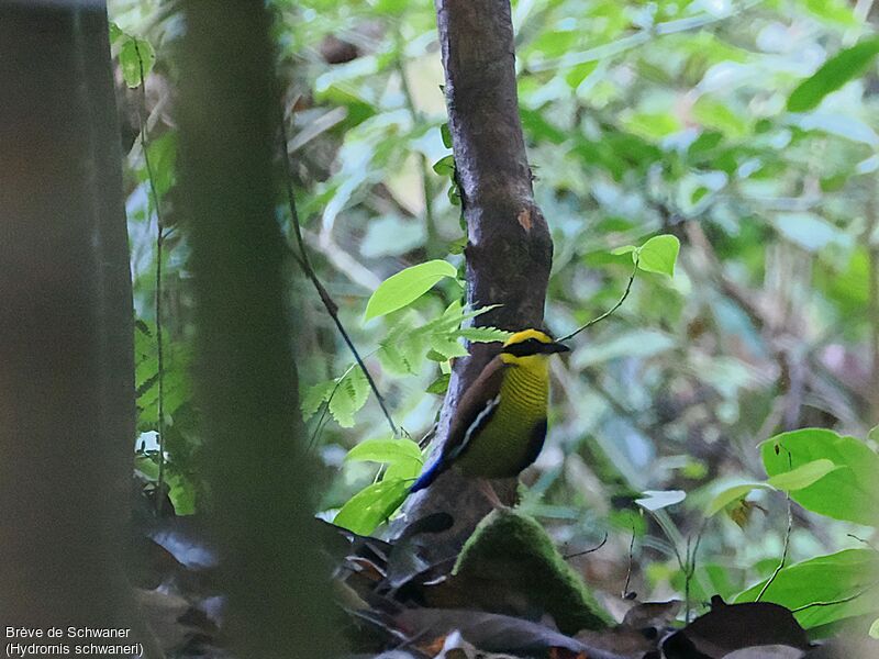 Bornean Banded Pitta