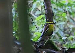 Bornean Banded Pitta