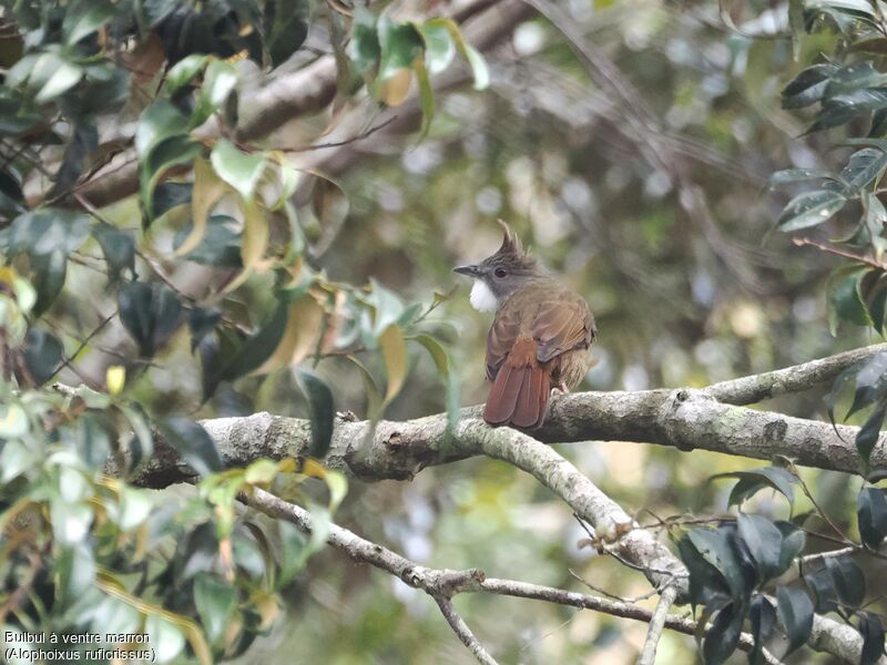 Bulbul à ventre marron