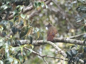 Bulbul à ventre marron