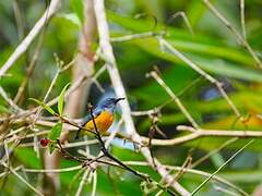 Orange-bellied Flowerpecker