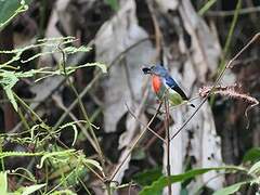 Black-sided Flowerpecker