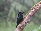 Drongo à crinière