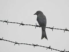 Ashy Drongo