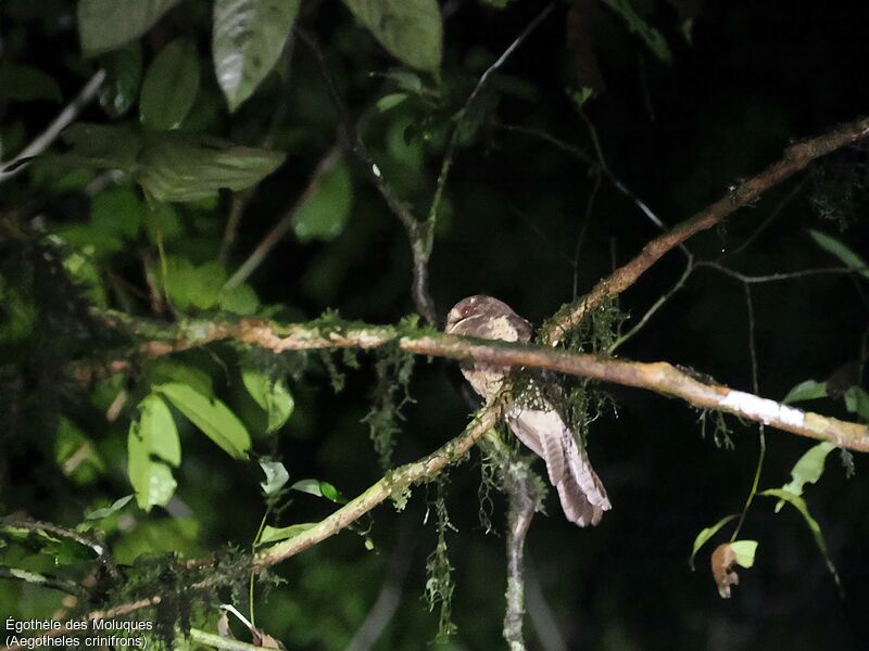 Moluccan Owlet-nightjaradult