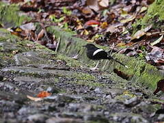 Bornean Forktail