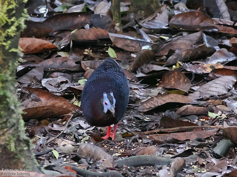 Bulwer's Pheasant