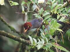 Chestnut-hooded Laughingthrush