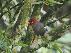 Chestnut-hooded Laughingthrush