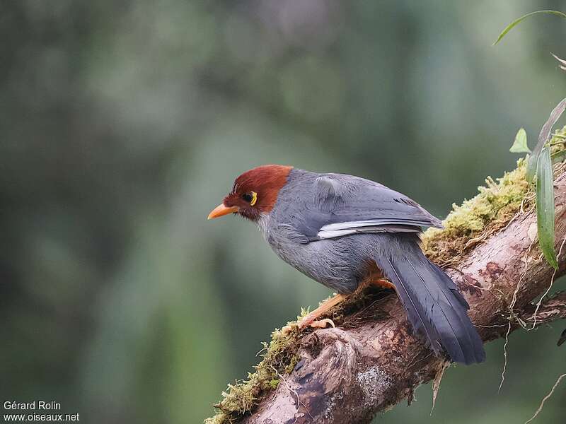 Chestnut-hooded Laughingthrush