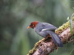 Chestnut-hooded Laughingthrush