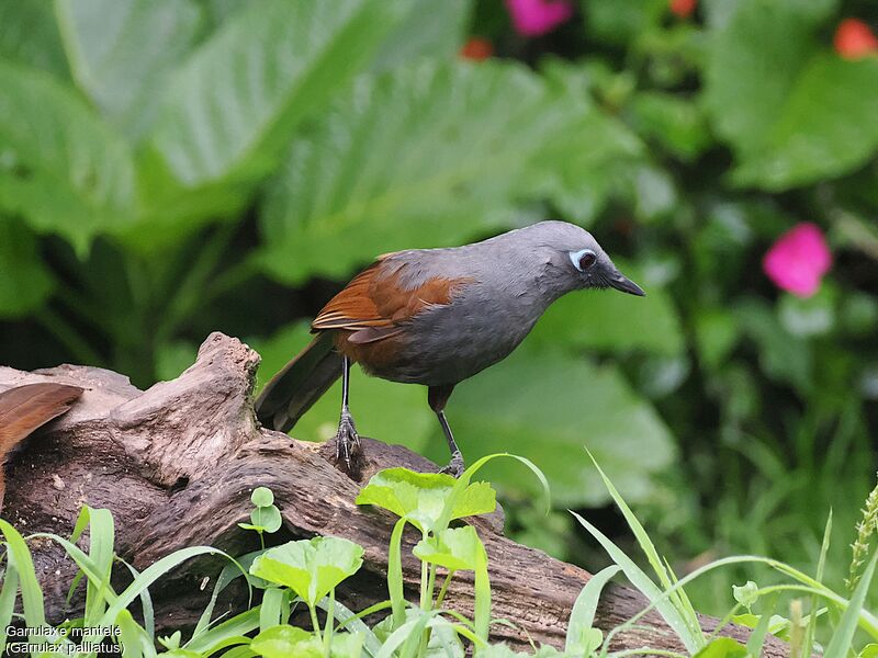 Sunda Laughingthrush