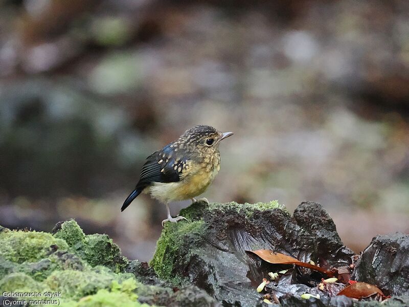 Dayak Blue Flycatcherjuvenile