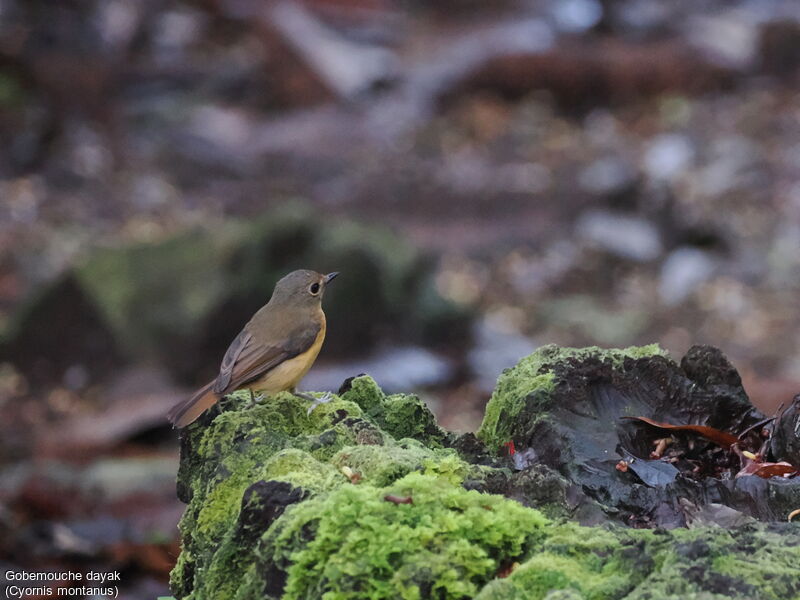 Dayak Blue Flycatcher female