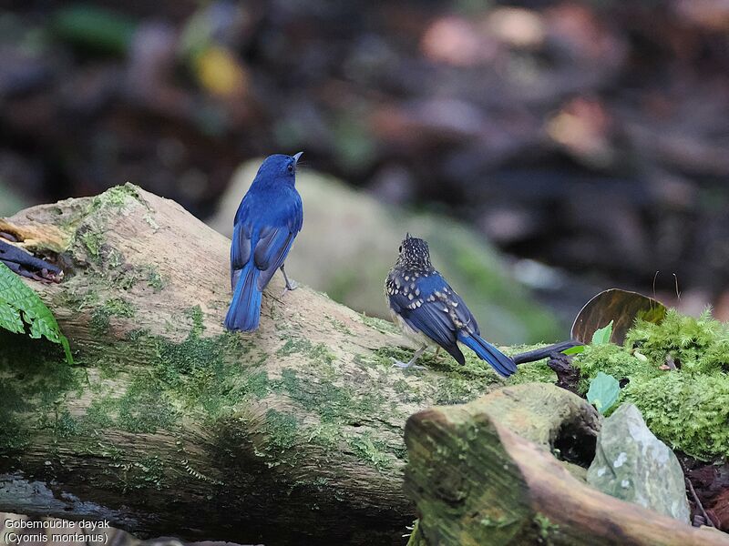 Dayak Blue Flycatcher