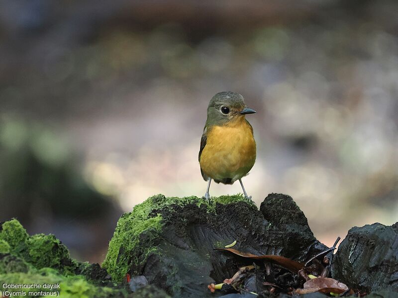 Dayak Blue Flycatcher female