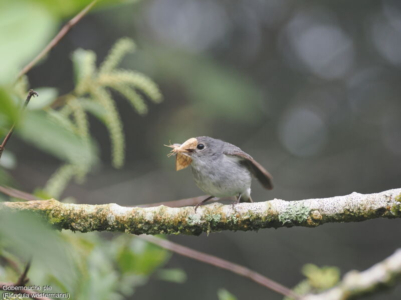 Little Pied Flycatcher