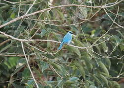 Verditer Flycatcher