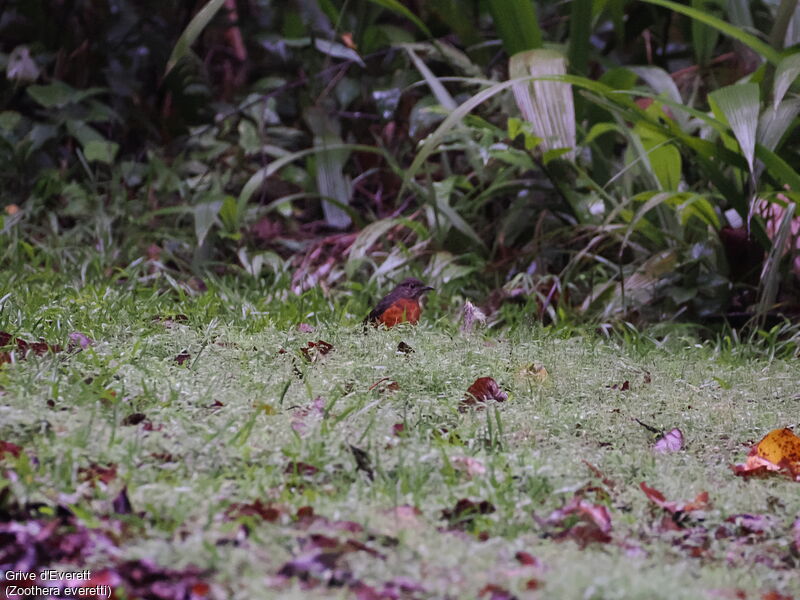 Everett's Thrush