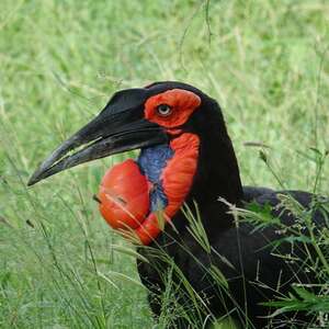 Bucorvidae - Oiseaux.net - birds