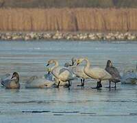 Cygne de Bewick