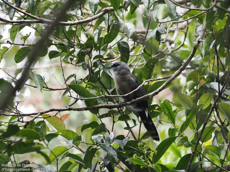 Black-bellied Malkoha