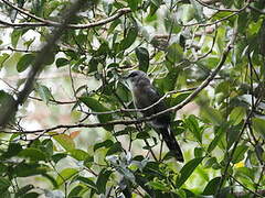 Black-bellied Malkoha