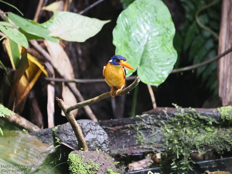 Moluccan Dwarf Kingfisher