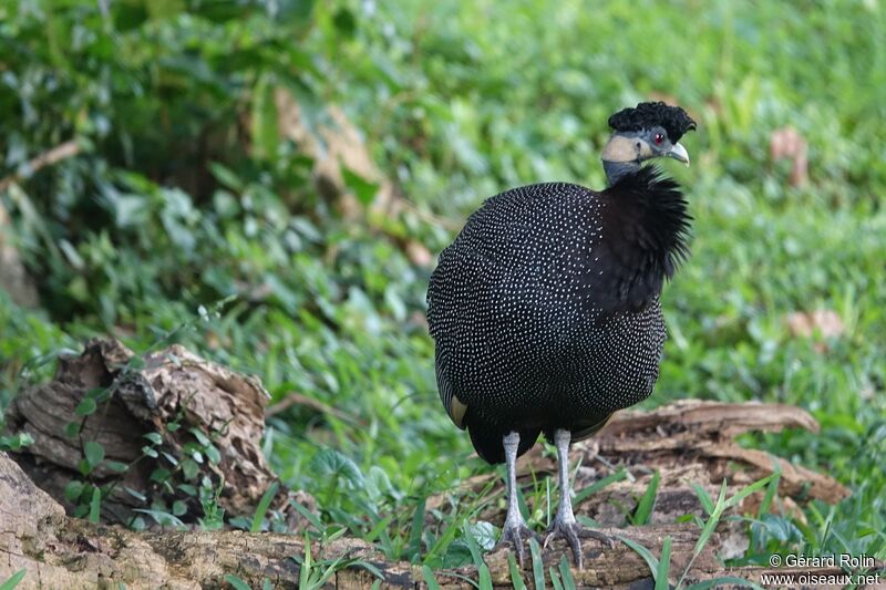 Southern Crested Guineafowladult, identification