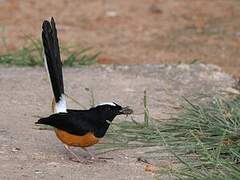 White-crowned Shama