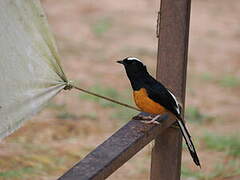 White-crowned Shama