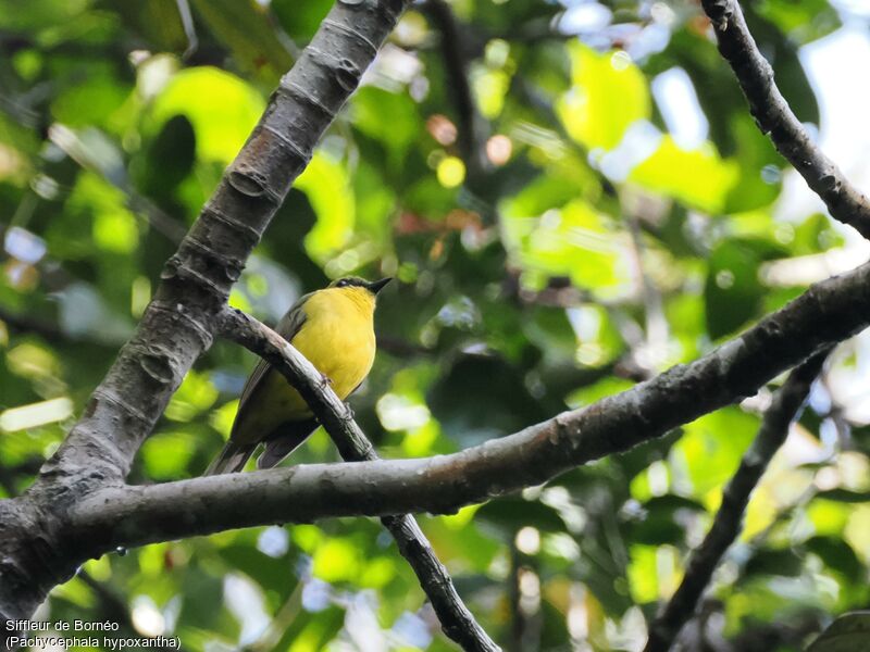 Bornean Whistler