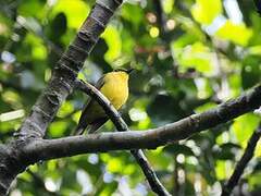 Bornean Whistler