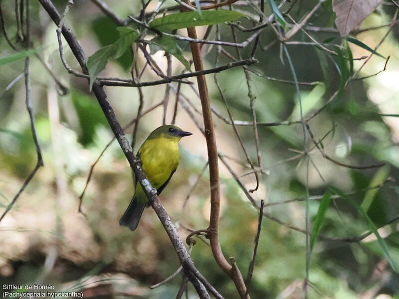 Bornean Whistler