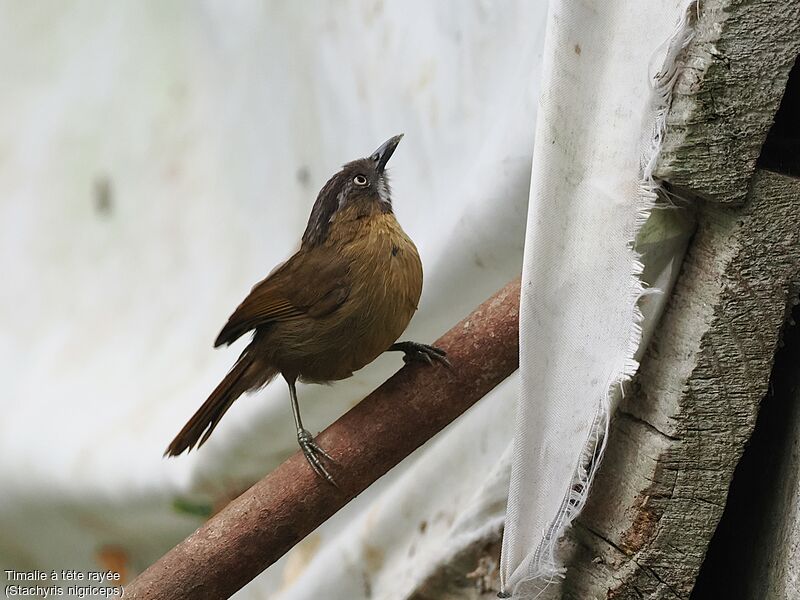 Grey-throated Babbler