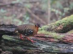 Red-breasted Partridge