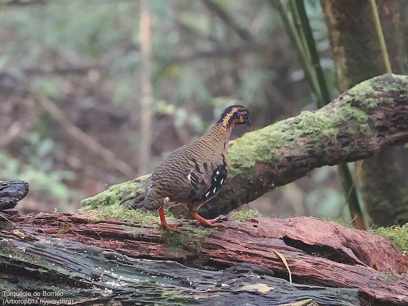 Red-breasted Partridge