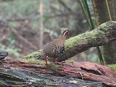 Red-breasted Partridge