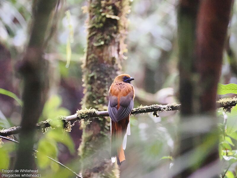 Whitehead's Trogon female