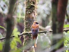 Whitehead's Trogon