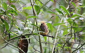 Whitehead's Trogon