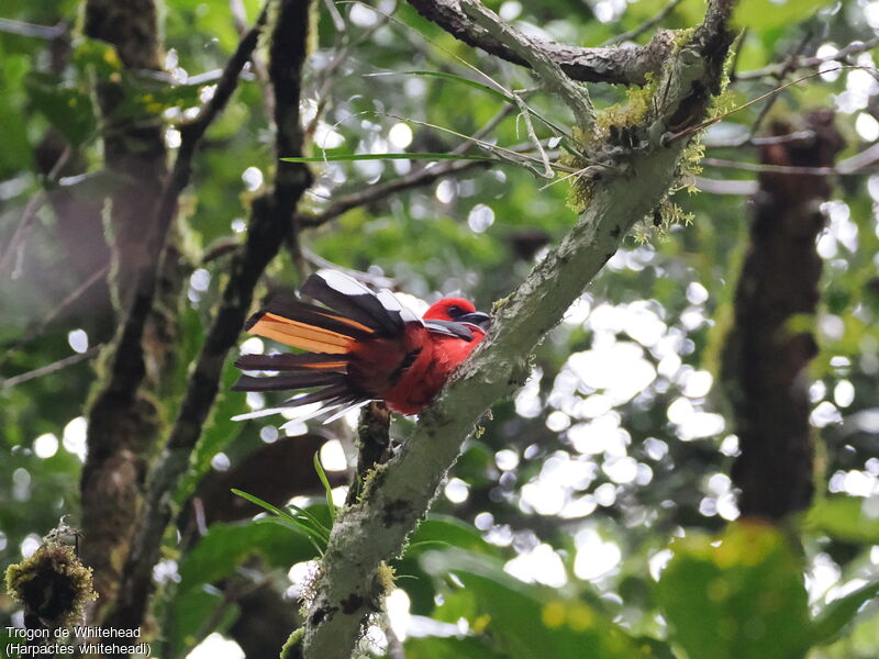 Whitehead's Trogon male adult