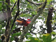 Trogon de Whitehead